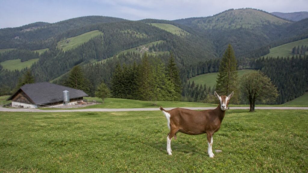 Bergweide mit bewaldeten Hängen dahinter — Toggenburger Ziege