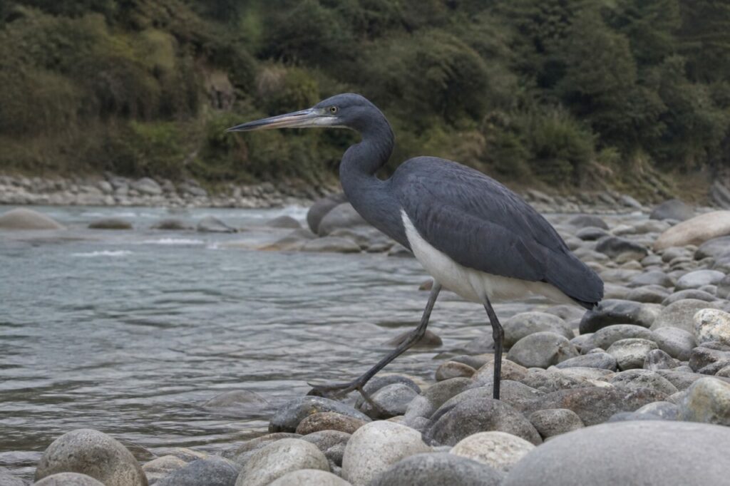 Schiefermantel neben strömendem Wasser — Kaiserreiher