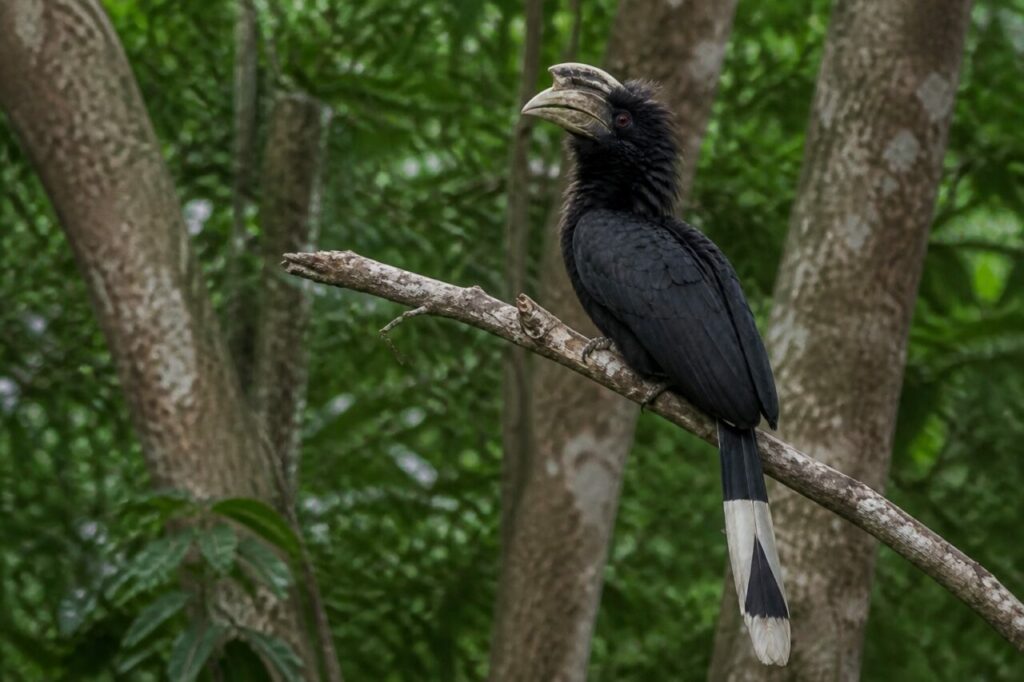 Heller Schnabelaufsatz — Suluhornvogel