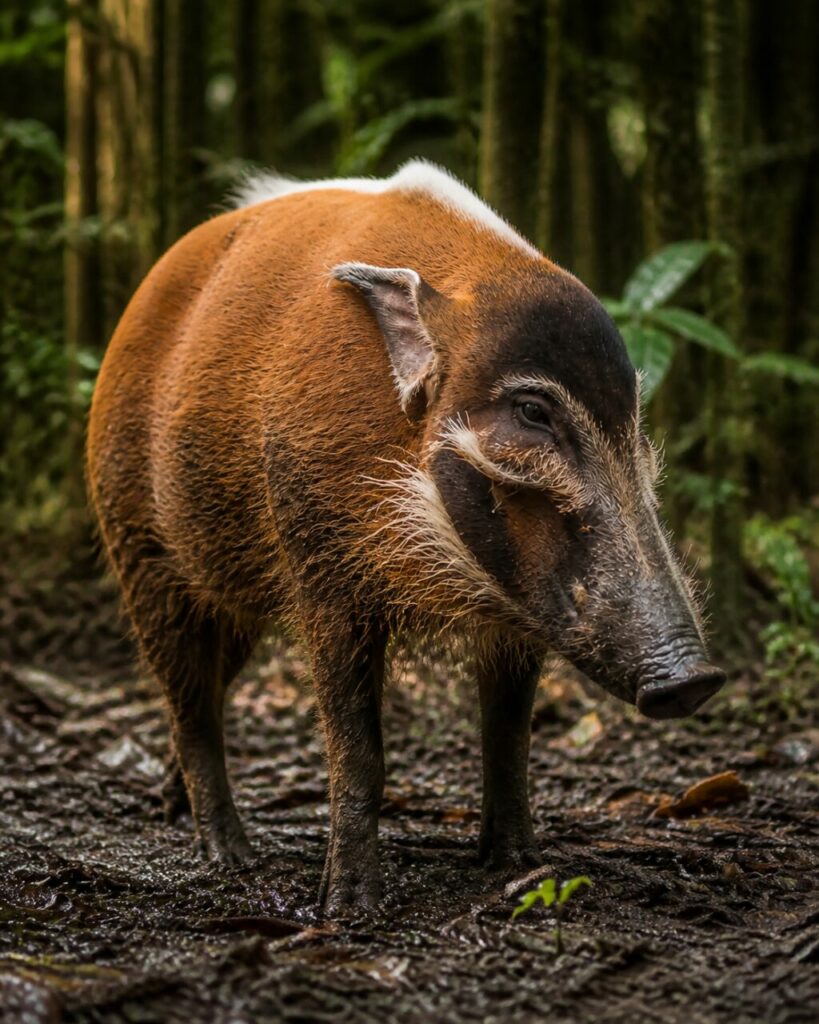 Weiße Backenbärte — Pinselohrschwein