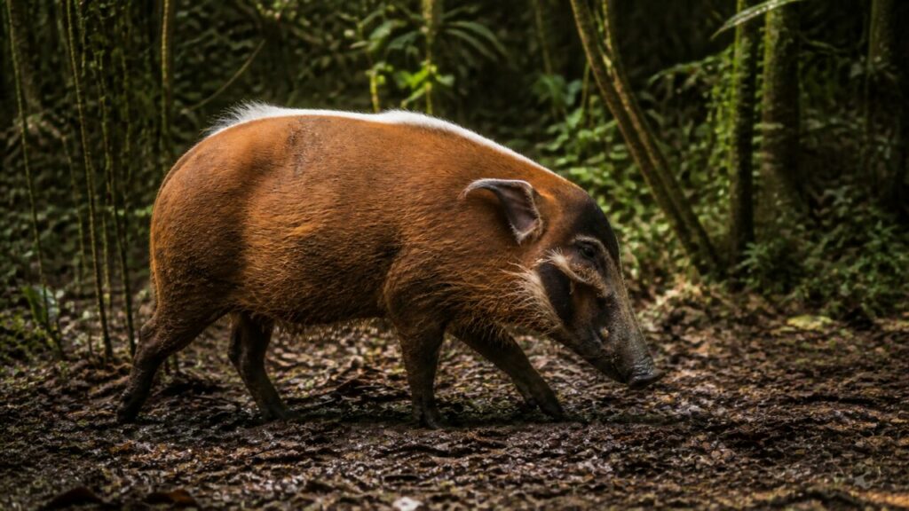 Rotbrauner Streifzug im Wald — Pinselohrschwein