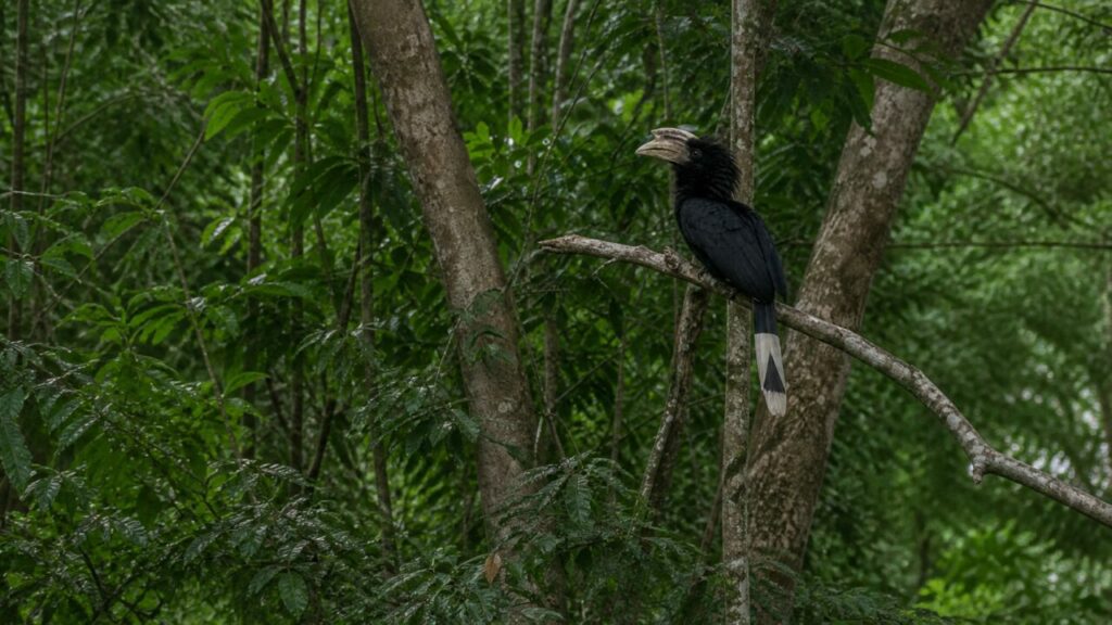 Zweifarbiger Schwanz — Suluhornvogel