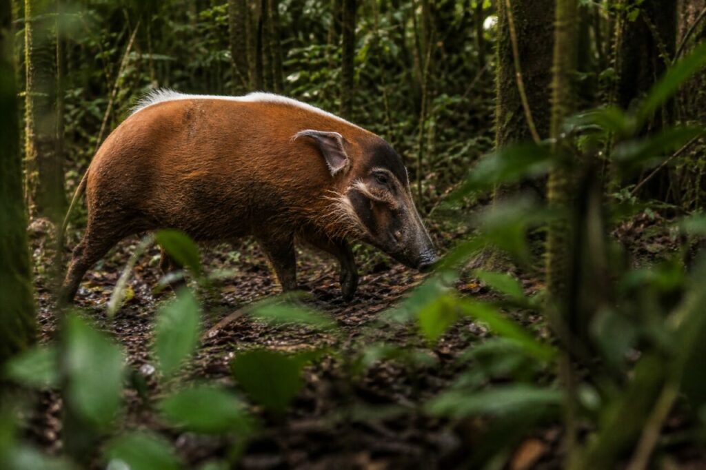 Heller Rückenstreif — Pinselohrschwein