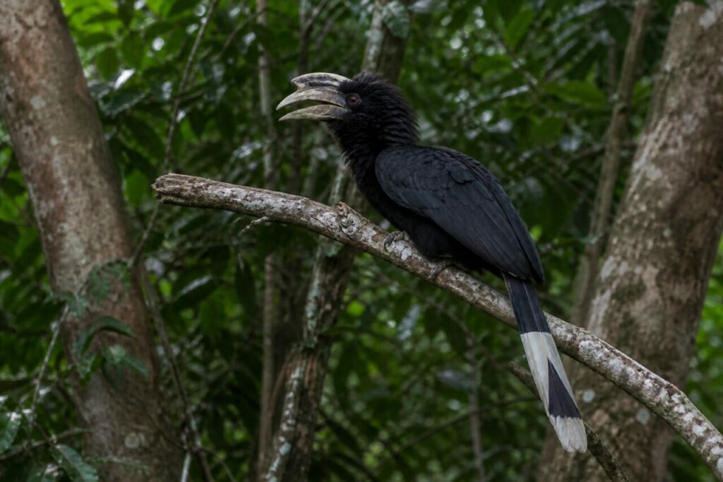 Geöffneter Schnabel — Suluhornvogel
