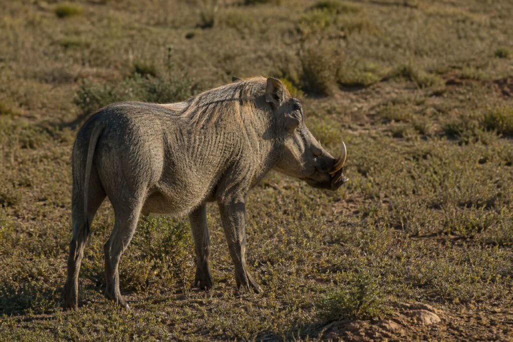 Lockeres Buschland — Warzenschwein