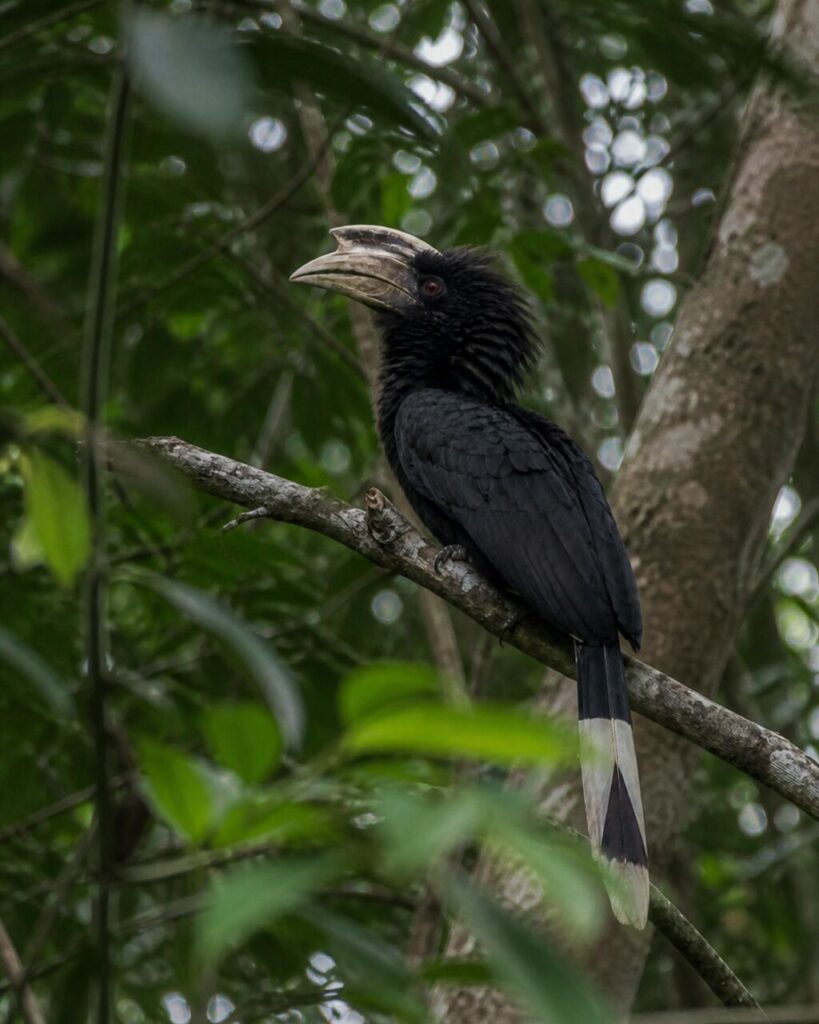 Schützendes Laub — Suluhornvogel