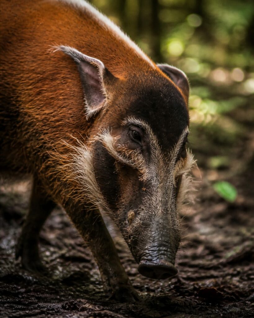 Schlammige Schnauze — Pinselohrschwein