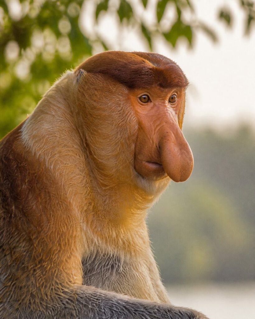 Markantes Profil — Nasenaffe