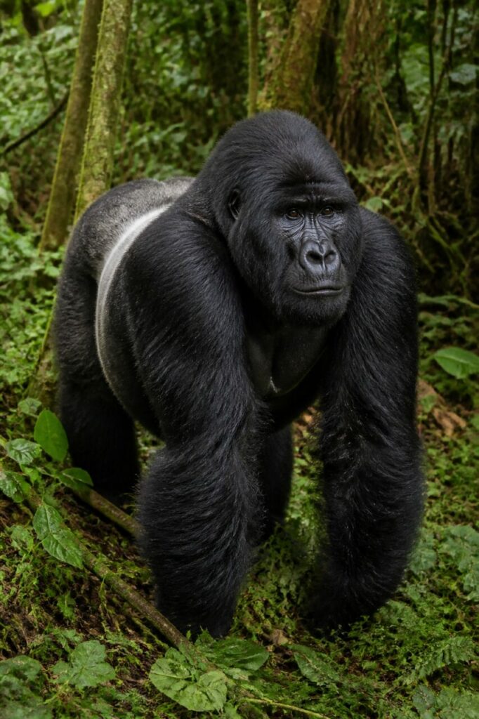 Silberner Rücken — Gorilla