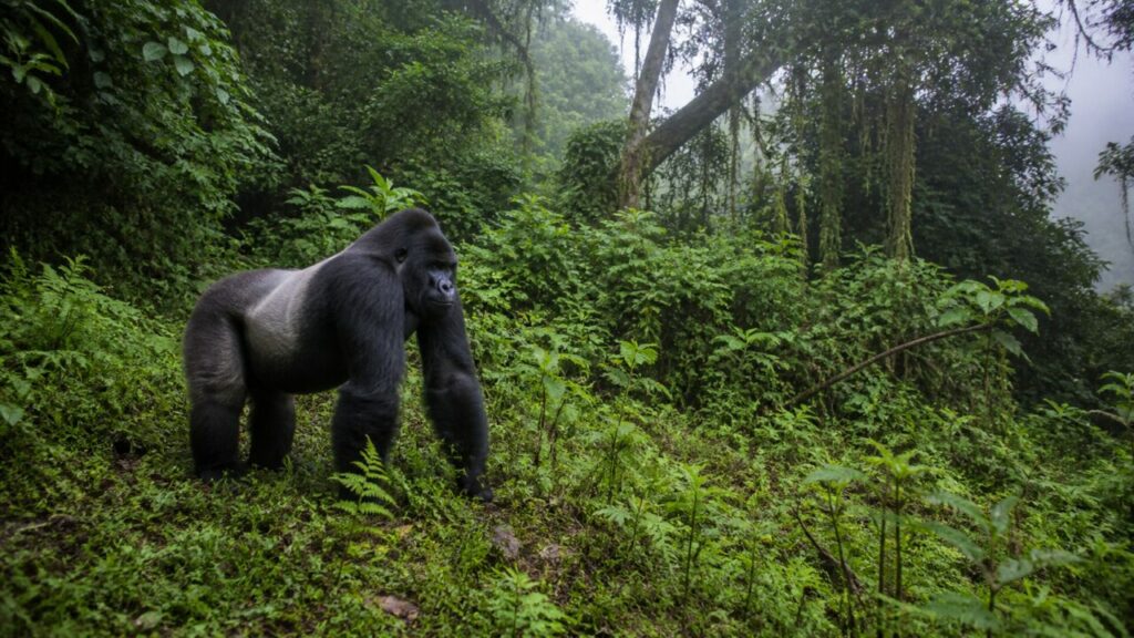 Aufrechter Stand — Gorilla