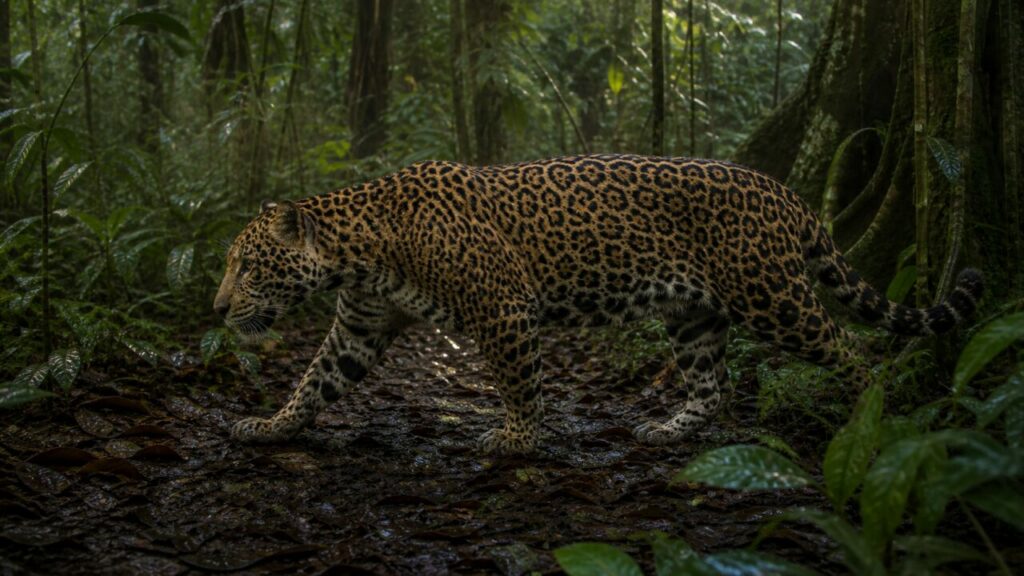 Leiser Schritt — Jaguar