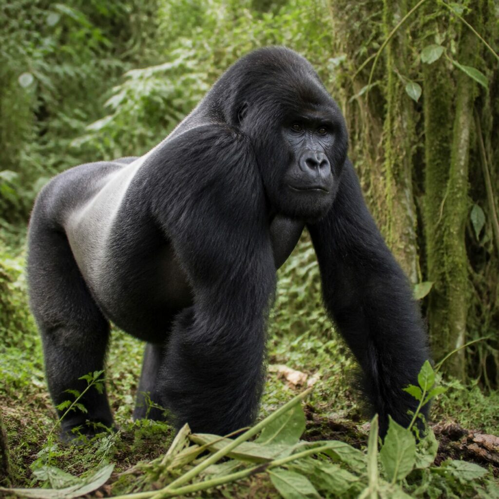 Kraftvolle Arme — Gorilla