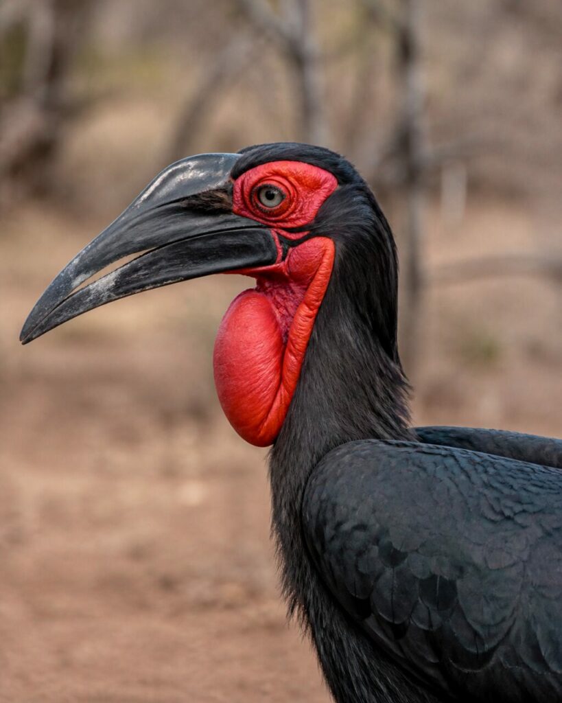 Rote Kehlfalten — Südlicher Hornrabe