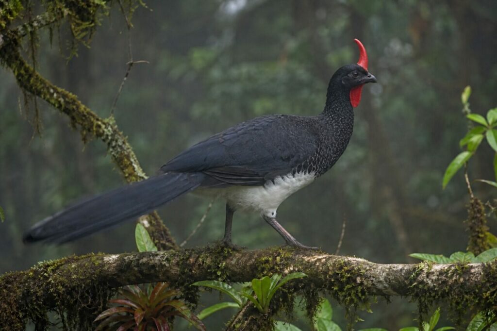 Ausgestrecktes Schwanzgefieder — Hornhokko