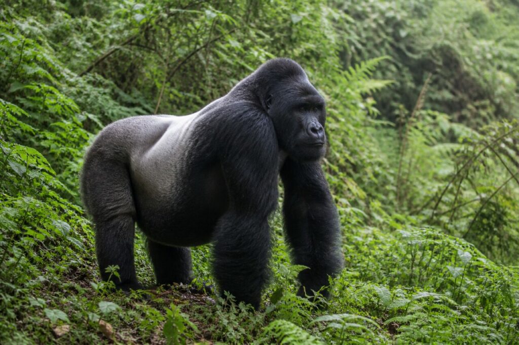 Hang voller Farne — Gorilla