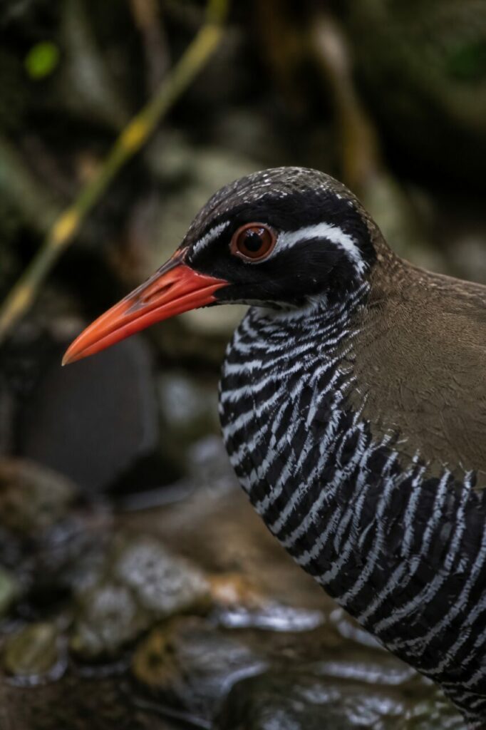 Elfenbeinfarbener Überaugenstreif — Okinawaralle