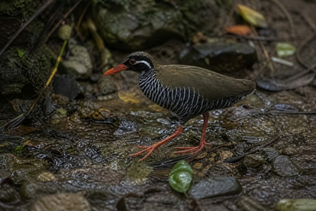 Gebänderte Flanken — Okinawaralle