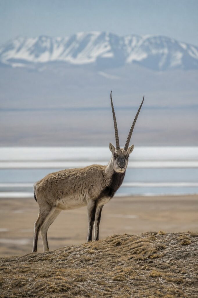 Sandfarbenes Haarkleid — Tibetantilope