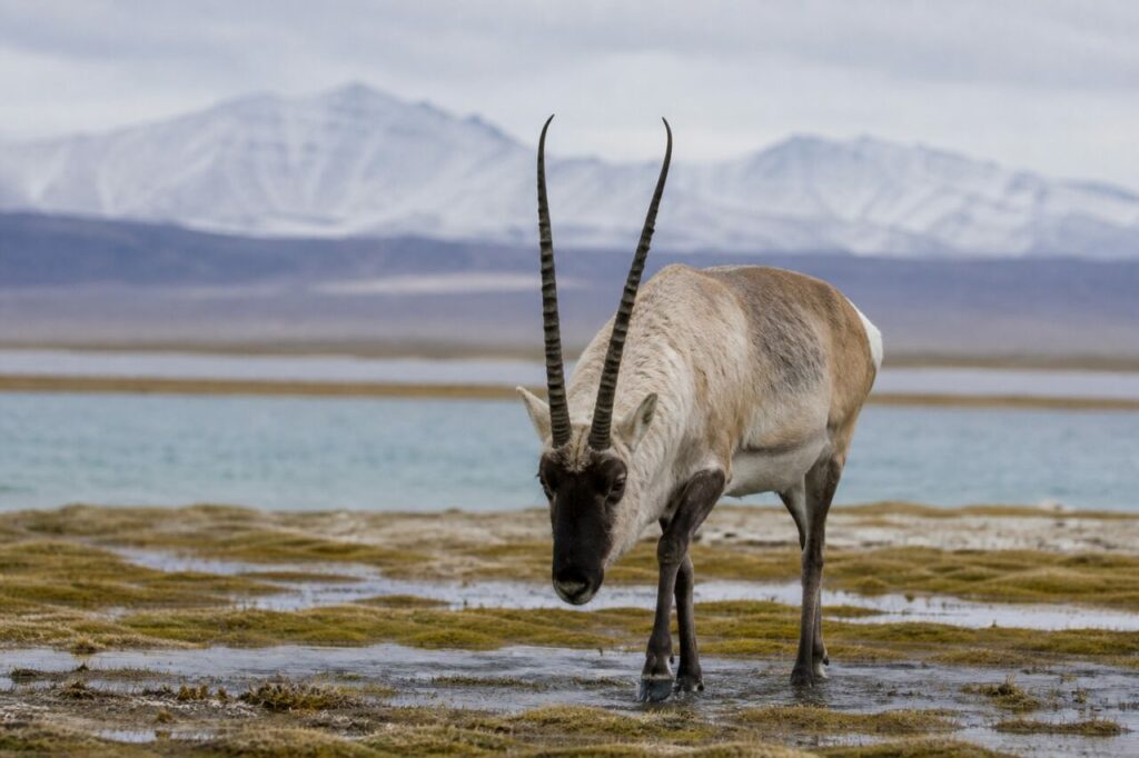 Gesenkte Kopfhaltung — Tibetantilope