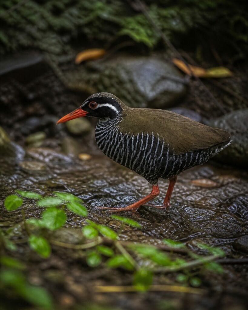 Ufernaher Schritt — Okinawaralle