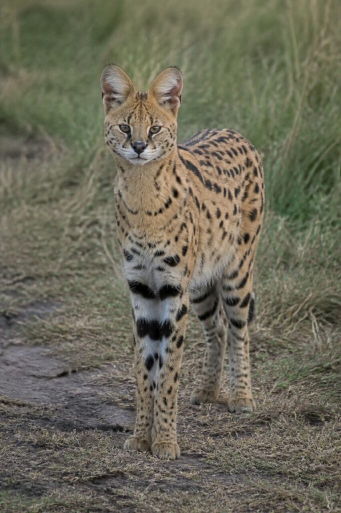 Lauschende Ohren — Serval