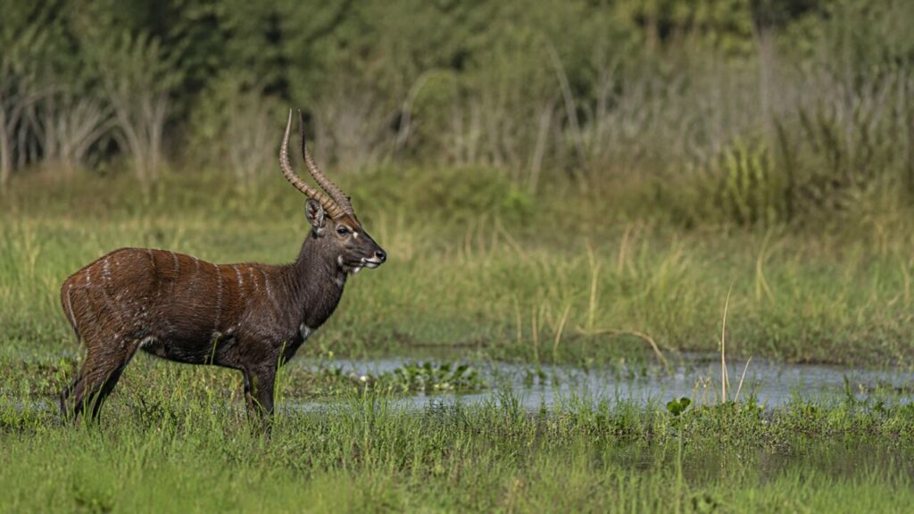 Zottiger Rücken — Sitatunga