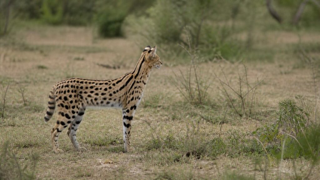 Hochbeinige Gestalt — Serval
