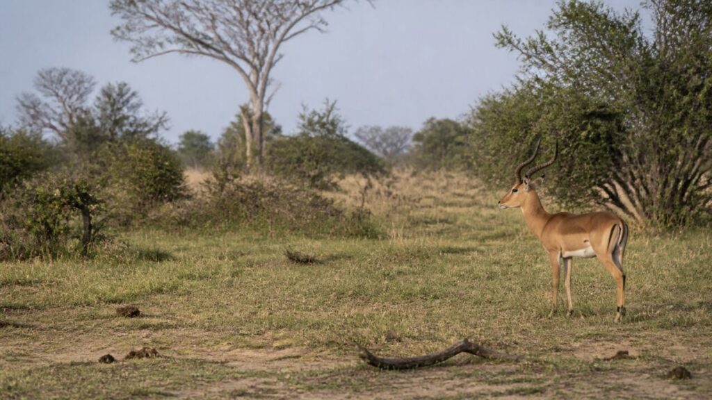 Zimtfarbener Körper — Impala