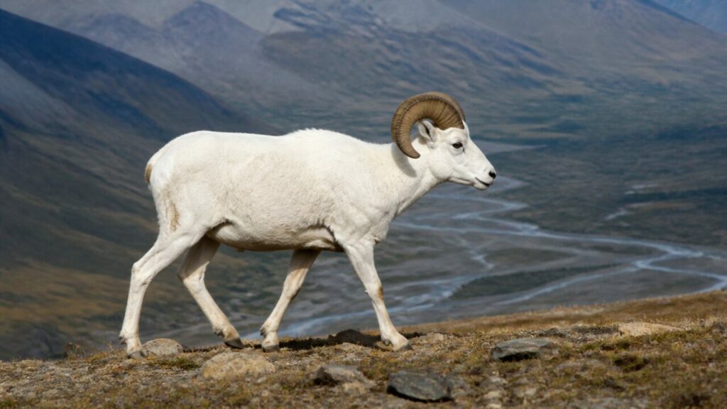 Gebirgstaugliche Hufe — Dall-Schaf