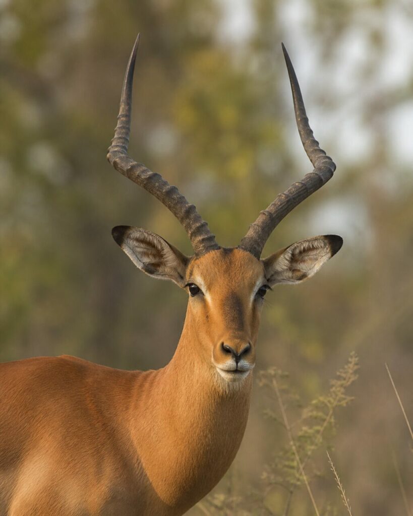 Zwillingsbögen aus Horn — Impala