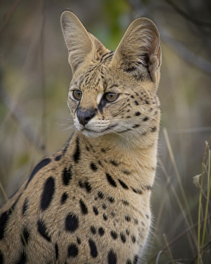 Bernsteinfarbener Blick — Serval