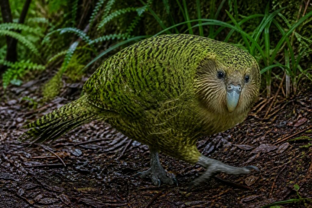 Bedächtiger Waldtritt — Kakapo