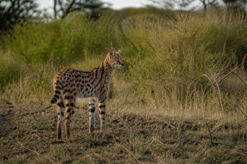 Schwarze Ringe am Schwanz — Serval