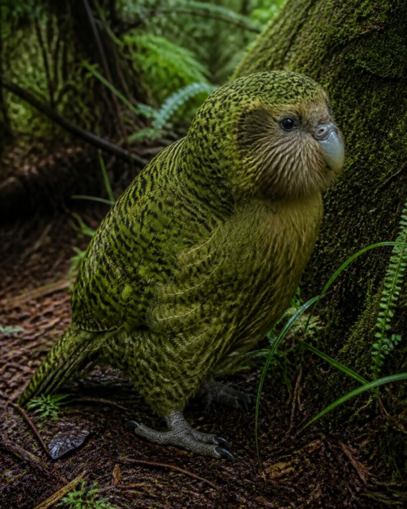 Opalfarbener Schnabel — Kakapo
