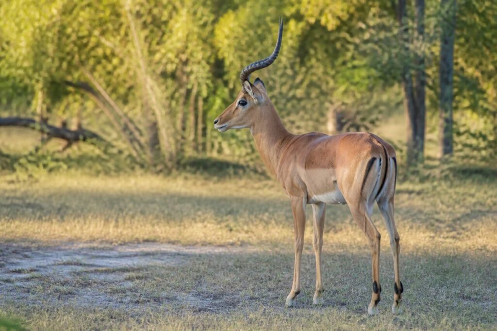 Rostbraune Rückenlinie — Impala