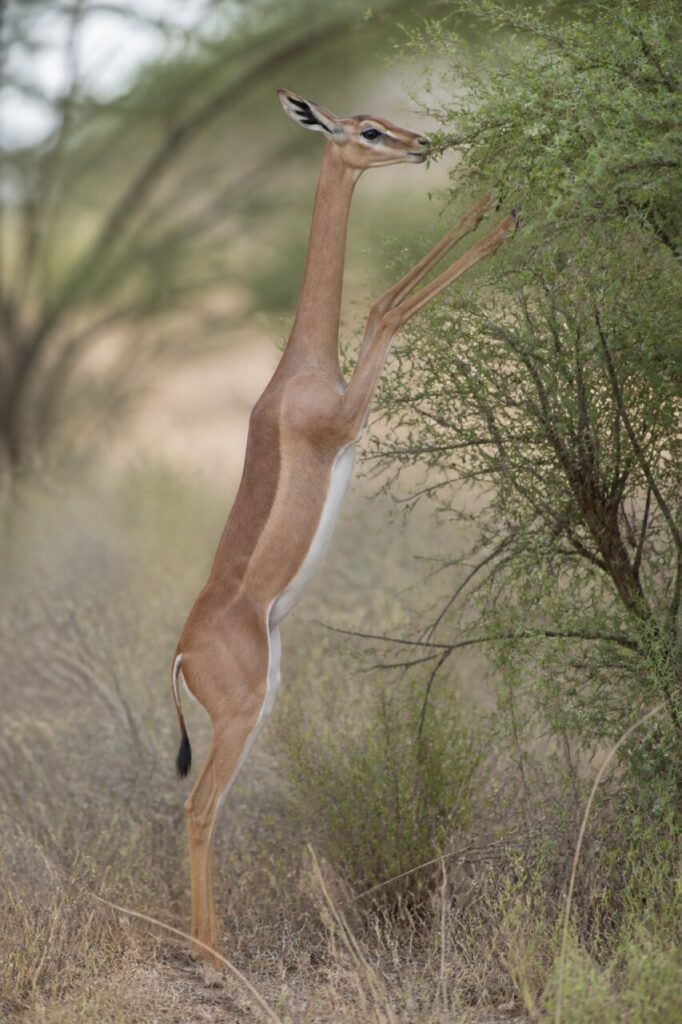 Schlanker Hals bei Akazienlaub — Giraffengazelle