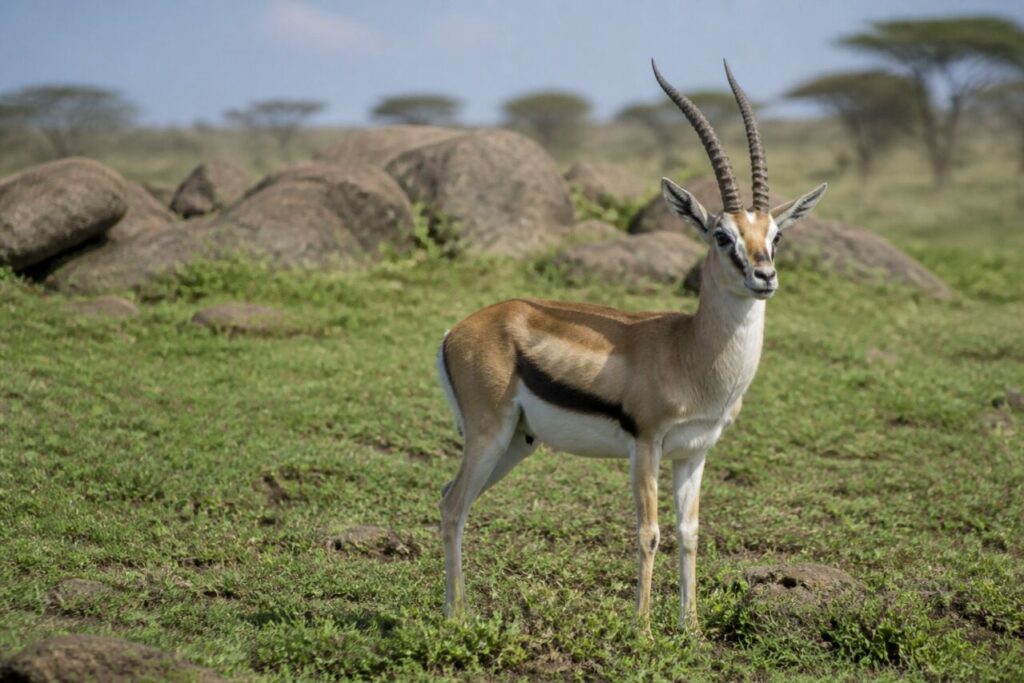 Markanter Flankenstreifen — Thomson-Gazelle