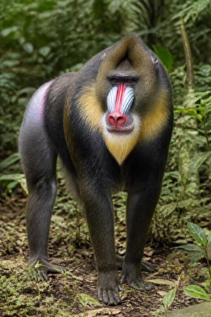 Blaue Gesichtsfurchen — Mandrill