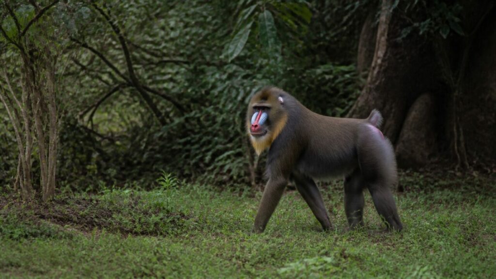 Wuchtiger Waldschritt — Mandrill