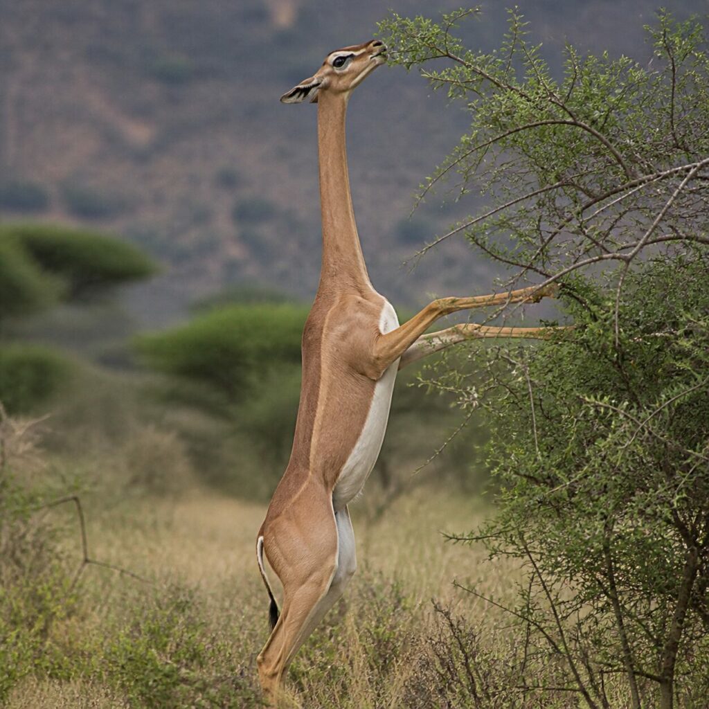 Aufgerichtet beim Äsen — Giraffengazelle