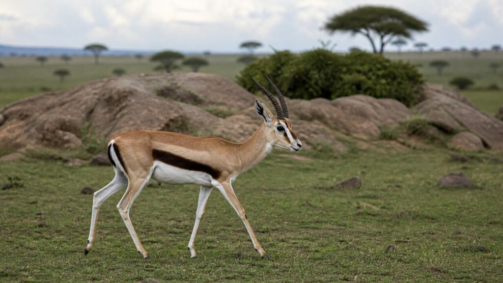 Leichter Felsschritt — Thomson-Gazelle