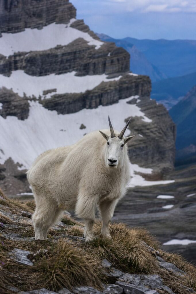 Dichtes elfenbeinfarbenes Haarkleid — Schneeziege