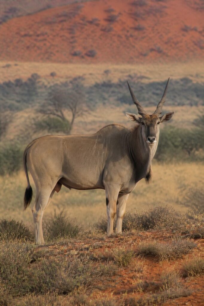 Zarte Querstreifen am Rumpf — Elenantilope