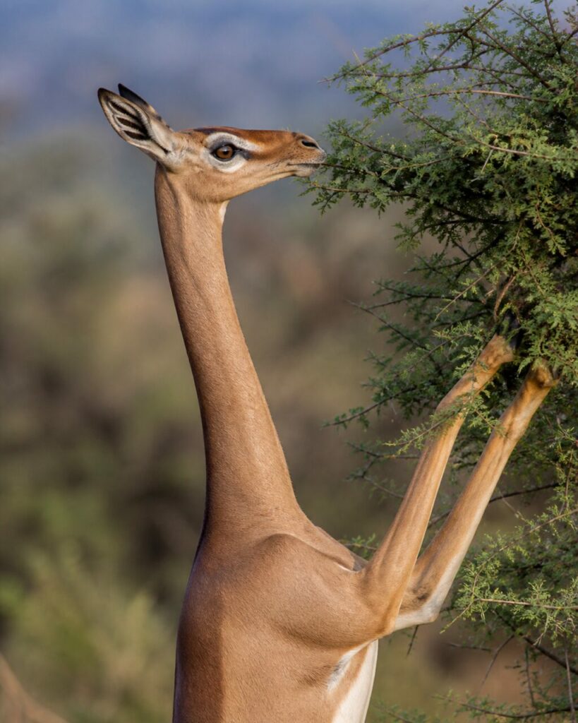 Wache Ohren unter frischen Trieben — Giraffengazelle