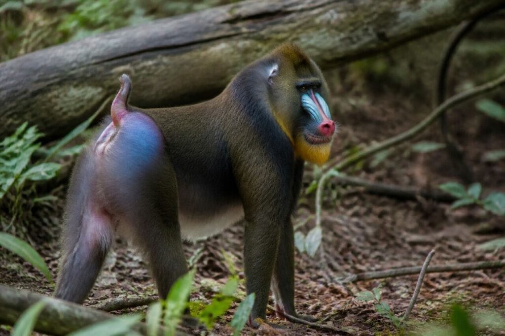 Farbenprächtige Kruppe — Mandrill