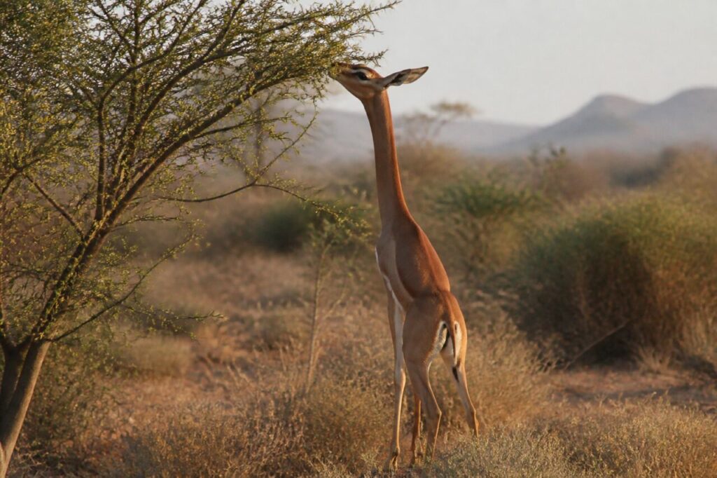Elegantes Hochrecken — Giraffengazelle