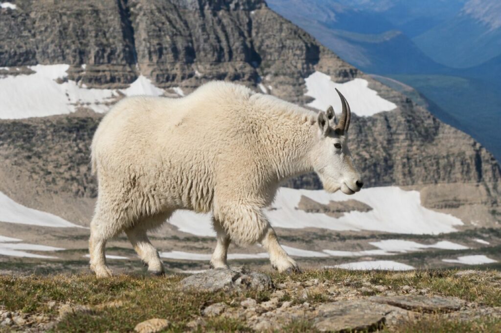 Trittsicher am Felsband — Schneeziege