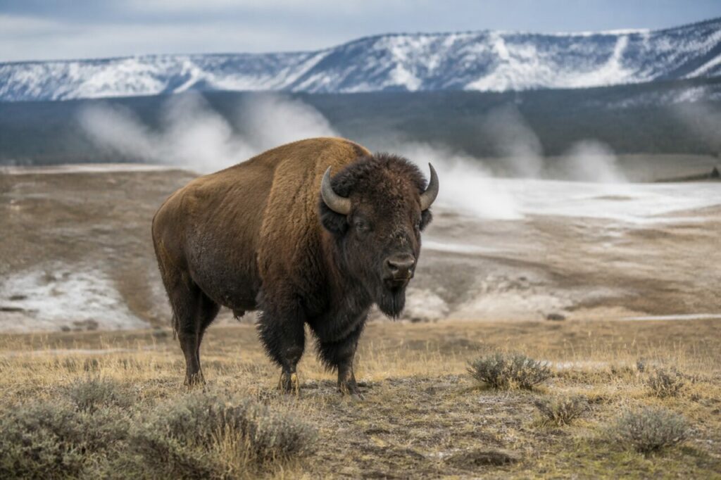Dampfgerahmtes Zottelfell — Amerikanischer Bison