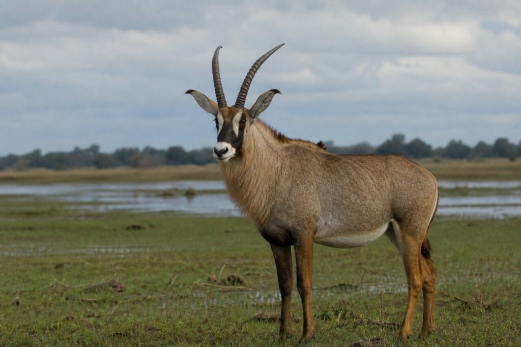 Zweifarbiges Antlitz — Pferdeantilope