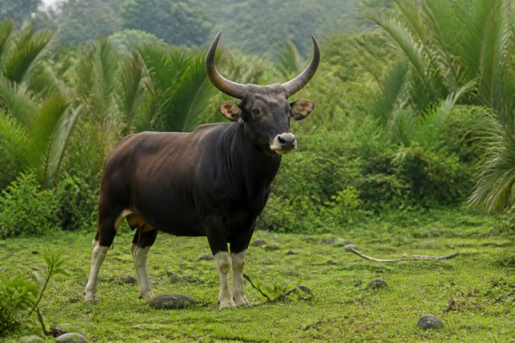 Palmen, kastanienbraunes Fell — Banteng
